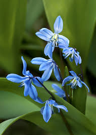Attēlu rezultāti vaicājumam “Scilla siberica”