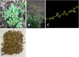 Attēlu rezultāti vaicājumam “Agrimonia pilosa leaf”