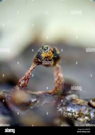 Attēlu rezultāti vaicājumam “Metatrichia floriformis stalked”