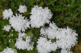 Attēlu rezultāti vaicājumam “Ceratiomyxa morchella”