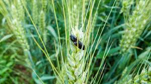 Attēlu rezultāti vaicājumam “Broscus cephalotes”