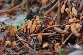 Attēlu rezultāti vaicājumam “Heyderia abietis”