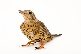 Attēlu rezultāti vaicājumam “Turdus viscivorus”