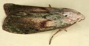 Attēlu rezultāti vaicājumam “Aphomia sociella female”