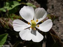 Attēlu rezultāti vaicājumam “Podophyllum hexandrum flower”