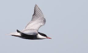 Attēlu rezultāti vaicājumam “Chlidonias hybrida”
