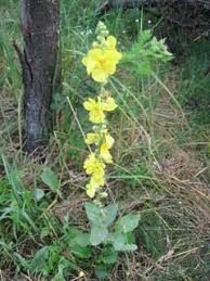 Image result for Verbascum phlomoides