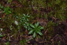 Attēlu rezultāti vaicājumam “Galium triflorum fruit”