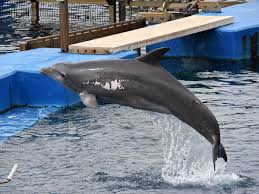 Image result for Tursiops truncatus