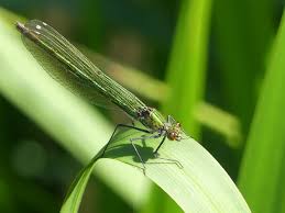 Attēlu rezultāti vaicājumam “Calopteryx splendens”