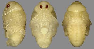 Attēlu rezultāti vaicājumam “Mononychus punctumalbum”