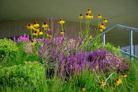 Image result for Echinacea pallida