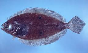 Image result for Paralichthys lethostigma