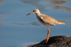 Attēlu rezultāti vaicājumam “Tringa totanus”