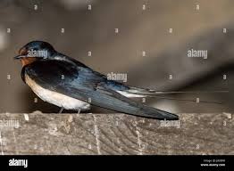 Attēlu rezultāti vaicājumam “Hirundinidae”