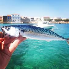 Image result for Scomber scombrus