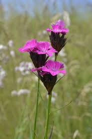 Image result for Dianthus carthusianorum