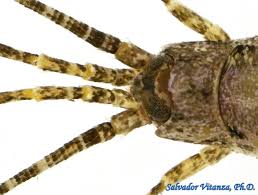 Attēlu rezultāti vaicājumam “Machilidae”