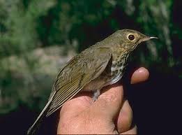 Image result for Catharus ustulatus