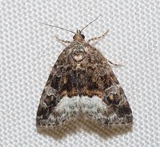 Attēlu rezultāti vaicājumam “Protodeltote pygarga”