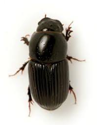 Attēlu rezultāti vaicājumam “Aphodius subterraneus”