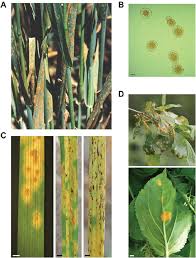Attēlu rezultāti vaicājumam “Puccinia coronata”