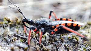 Attēlu rezultāti vaicājumam “Rhynocoris annulatus imago”