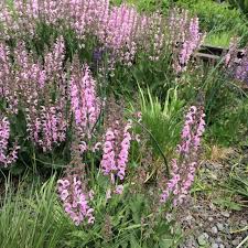 Image result for Salvia pratensis `Rose Rhapsody