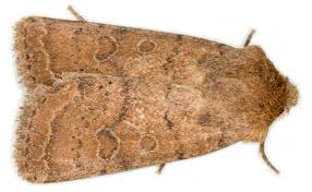 Attēlu rezultāti vaicājumam “Hoplodrina octogenaria”