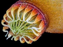 Attēlu rezultāti vaicājumam “Cribraria cancellata macro”