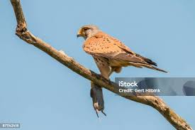 Attēlu rezultāti vaicājumam “Falco tinnunculus adult”