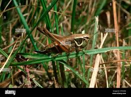 Attēlu rezultāti vaicājumam “Metrioptera roeselii”