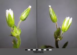 Attēlu rezultāti vaicājumam “Cerastium holosteoides fruit”