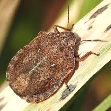 Attēlu rezultāti vaicājumam “Eurygaster testudinaria”