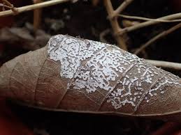 Attēlu rezultāti vaicājumam “Diderma effusum macro”