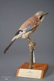 Attēlu rezultāti vaicājumam “Garrulus glandarius”