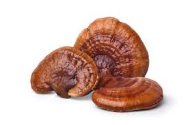 Attēlu rezultāti vaicājumam “Ganoderma lucidum”