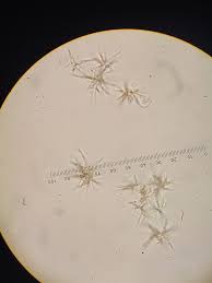 Attēlu rezultāti vaicājumam “Neocudoniella albiceps”