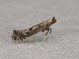 Attēlu rezultāti vaicājumam “Parornix anglicella”