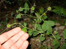 Image result for Geum urbanum