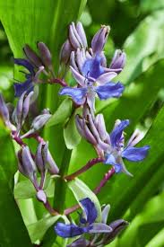 Attēlu rezultāti vaicājumam “Commelinaceae”