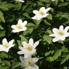 Attēlu rezultāti vaicājumam “Anemone nemorosa”