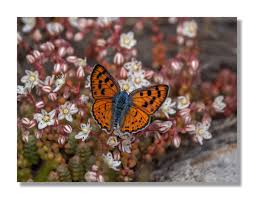 Attēlu rezultāti vaicājumam “Lycaena alciphron underside”