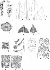 Attēlu rezultāti vaicājumam “Barbula convoluta sporophyte”