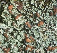 Attēlu rezultāti vaicājumam “Cladonia caespiticia”
