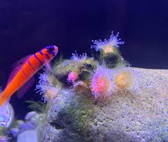 ผลการค้นหารูปภาพสำหรับ strawberry anemone
