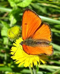 Attēlu rezultāti vaicājumam “Lycaena dispar”