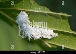 Attēlu rezultāti vaicājumam “Eriocampa ovata larva”