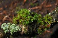 Attēlu rezultāti vaicājumam “Orthotrichum affine var. affine sporophyte”