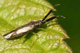 Attēlu rezultāti vaicājumam “Aethes margaritana”